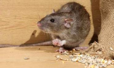 Rat or Rodent Control
